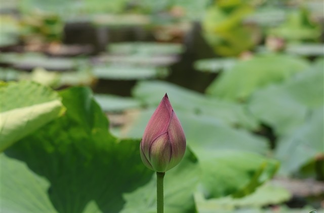 带虞字的古风网名女(共113个)