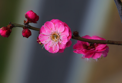 ​清平调词三首李白（清平调其一其二其三赏析）