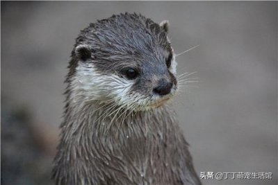 ​水獭可以当宠物吗？也许你不知道，你的做法也许正在让其加速灭绝