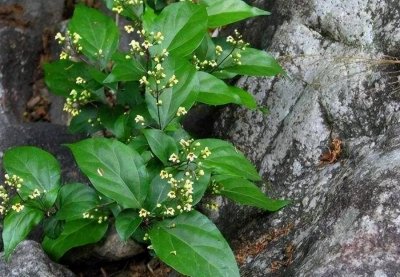 ​臭黄荆是怎样一种植物？叶子含果胶，能做豆腐和凉粉，遇到请移栽