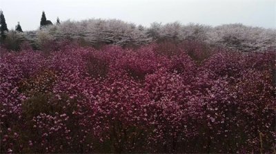 ​贵州红枫湖：万亩樱花如雪