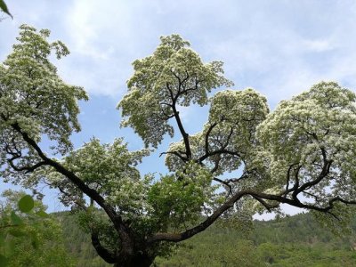 ​中国仅存的降龙木活株？据传能辟邪解毒，穆桂英曾用它大破天门阵