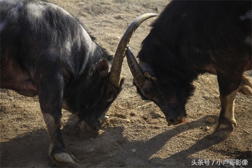 实拍贵州新春牛打架：场面壮观，牛儿斗翻