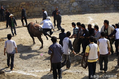 实拍贵州新春牛打架：场面壮观，牛儿斗翻