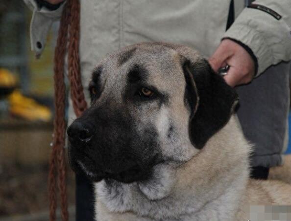 世界上唯一被视为国宝的烈性犬：土耳其坎高犬，真那么神？