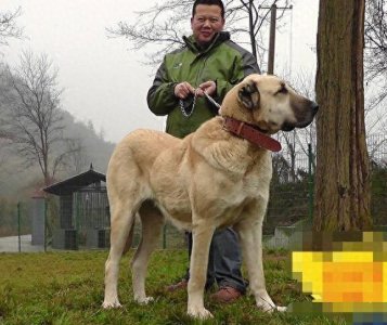 ​世界上唯一被视为国宝的烈性犬：土耳其坎高犬，真那么神？